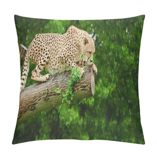 Personality  Cheetah Acinonyx Jubatus Big Cat Pillow Covers