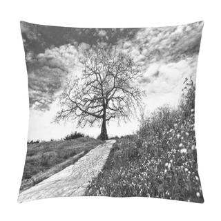 Personality  The Path To The Ancient Bombax Ceiba Tree With Dramatic Sky Embellishes The Beauty Of Northern Vietnam Pillow Covers