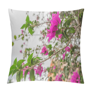 Personality  A Peaceful Courtyard Adorned With Vibrant Pink Bougainvillea Blooms Pillow Covers