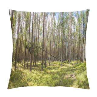 Personality  Green Trees And Vegetation In Beautiful Forest, Naliboki Forest, Belarus Pillow Covers