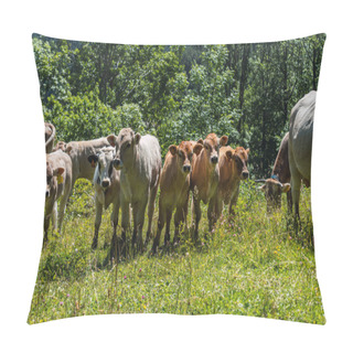 Personality  Six Cows Looking At The Camera As They Graze Through The Meadows Of The Pyrenees Mountains Pillow Covers