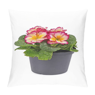 Personality  Bloomig 'Primula Acaulis Scentsation' Primrose Flowers In Pot On White Background Pillow Covers