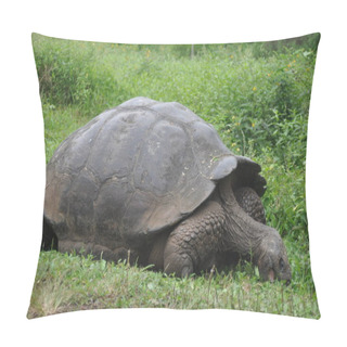 Personality  Galapagos Tortoise In A Nature Reserve Pillow Covers
