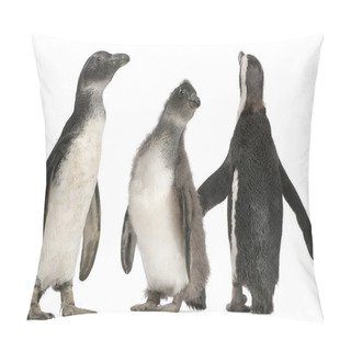 Personality  African Penguins, Spheniscus Demersus, In Front Of White Backgro Pillow Covers