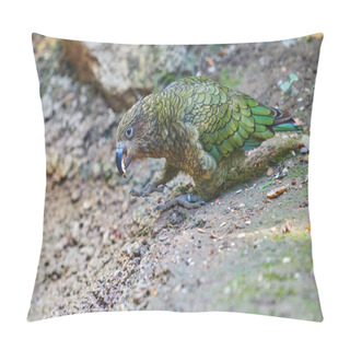 Personality  Kea Alpine Parrot (Nestor Notabilis) Pillow Covers