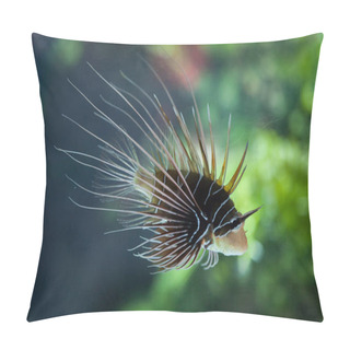 Personality  Spotfin Lionfish (Pterois Antennata) Pillow Covers