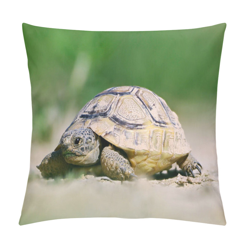 Personality  Spur thighed turtle in natural habitat pillow covers