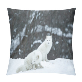 Personality  Scenic Shot Of Beautiful Arctic Foxes On Nature Pillow Covers