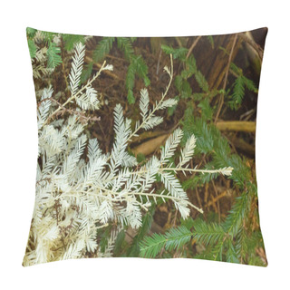 Personality  Albino Redwood Shoots Rise From A Fallen Tree In A California Gr Pillow Covers
