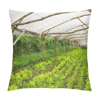 Personality  Young Plants Growing In A Very Simple Plant Nursery Greenhouse Pillow Covers