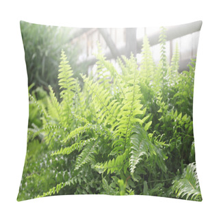 Personality  Close Up View Of Ferns In Greenhouse Pillow Covers