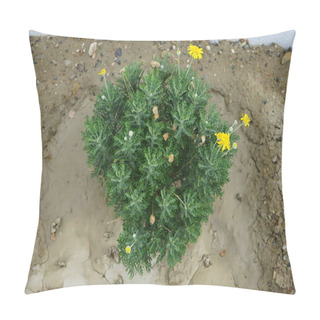 Personality  Argyranthemum Frutescens Blooms With Yellow Flowers In August In The Garden. Argyranthemum Frutescens, Paris Daisy, Marguerite Or Marguerite Daisy, Is A Perennial Plant Known For Its Flowers. Rhodes Island, Greece Pillow Covers