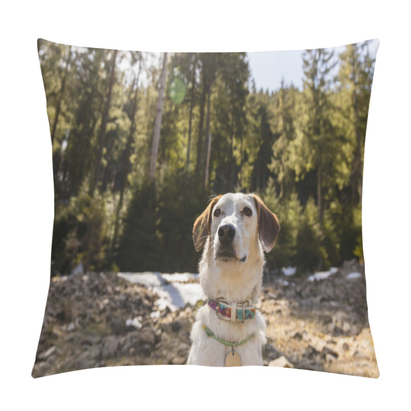 Personality  Dog Looking Away In Blurred Forest In Spring  Pillow Covers