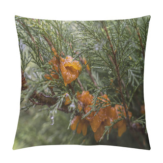 Personality  Abundant Growths During Rain From The Spores Of The Fungus Tremella Sabinae Pillow Covers