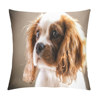 Personality  Cavalier King Pillow Covers