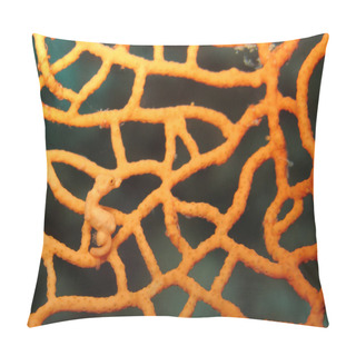 Personality  Hippocampus Denise Pygmy Seahorse Pillow Covers