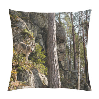 Personality  Malamute Dog In Autumn Forest Pillow Covers