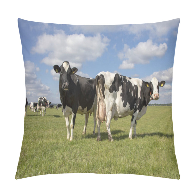 Personality  Two Mature Black And White Cows, Standing In A Green Pasture. Pillow Covers