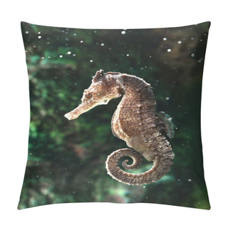 Personality  Seahorse (Hippocampus) Swimming On Black. Pillow Covers