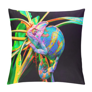 Personality  Yemen Chameleon Isolated On Black Background Pillow Covers