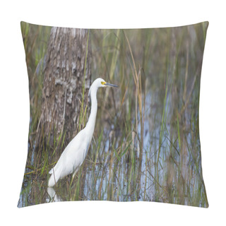 Personality  Snowy Egret (Egretta Thula) Standing In The Water. Big Cypress National Preserve. Florida. USA Pillow Covers