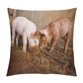 Personality  Closeup Of Cute Small Piglets Eating In Pigsty Pillow Covers