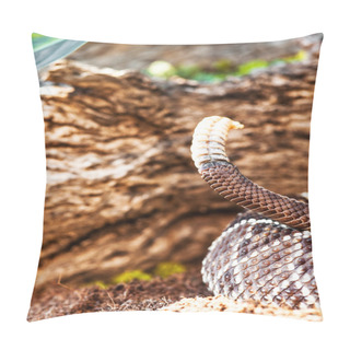 Personality  South American Rattlesnake Pillow Covers
