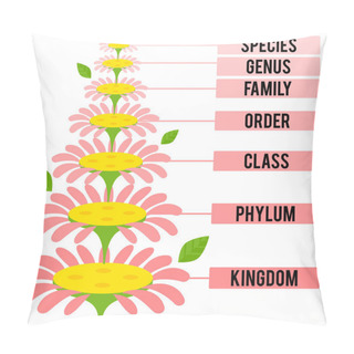 Personality  Vector Illustration With Major Taxonomic Ranks Of The Plant Kingdom Pillow Covers
