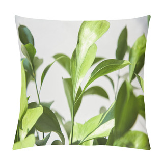 Personality  Selective Focus Of Green And Fresh Leaves At Home Pillow Covers