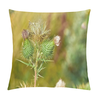 Personality  Wild Plants. Photos Of Thorns Growing In Nature. Pillow Covers