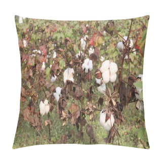 Personality  Peruvian Pima Cotton On Tree In Farm For Harvest Are Cash Crops Pillow Covers