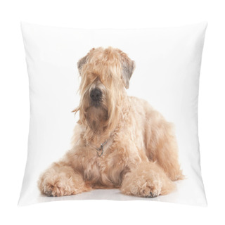 Personality  Dog. Irish Soft Coated Wheaten Terrier Pillow Covers