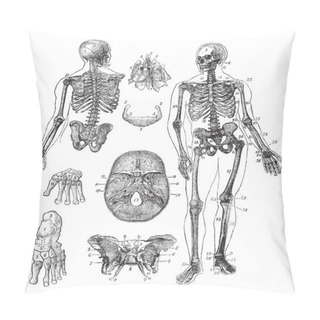 Personality  Human Skeleton Vintage Engraving Pillow Covers