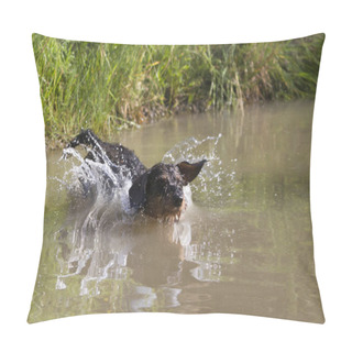 Personality  Enthusiastic Rough-haired Dachshund Exercises  Water Work  Pillow Covers