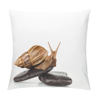 Personality  Brown Snail On Spa Stones On White Background Pillow Covers