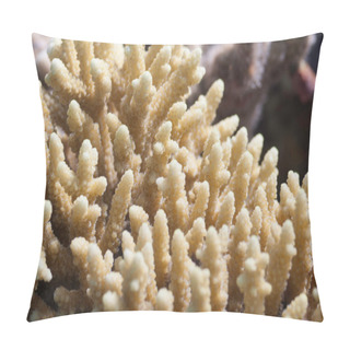 Personality  Beautiful Finger Coral Pillow Covers