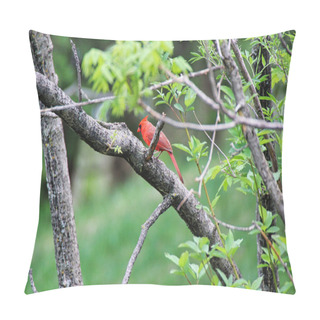 Personality  Male Cardinal - A Burst Of Red Among The Greenery Of Gardens, The Cardinal Is One Of The Prettiest Of Spring Visitors In Ottawa,Ontario,Canada Pillow Covers