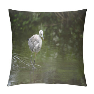Personality  Grey Heron In A River In Kent, UK. The Heron Is Wading Through The Water Towards The Camera. Grey Heron (Ardea Cinerea) In Kelsey Park, Beckenham, Greater London. The Park Is Famous For Its Herons. Pillow Covers