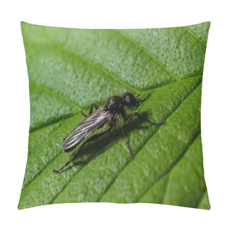 Personality  Aquilegia Sawfly Called Also Columbine Sawfly Pristiphora Rufipes. Common Pest Of Currants And Gooseberries In Gardens And Cultivated Plantations. Pillow Covers
