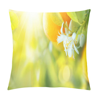 Personality  Ripe Oranges Hanging On Tree In Sunny Orchard Pillow Covers