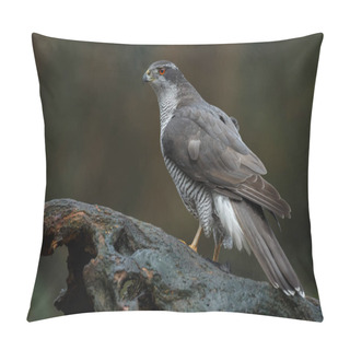 Personality  Close-up View Of Northern Goshawk In A Forest With A Dark Background Pillow Covers