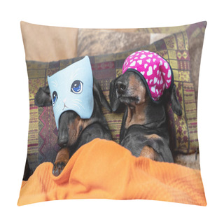 Personality  Two Lovely Dachshund Dogs In Funny Blindfolds Covering Their Eyes So The Light Does Not Annoy Them While Sleeping. Pet Lie On The Bed Under Blanket Pillow Covers