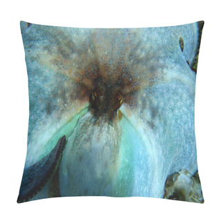 Personality  Scared Octopus (Octopus Vulgaris) Pillow Covers