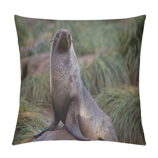 Personality  Fur Seal Pillow Covers