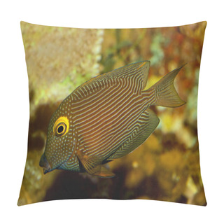 Personality  Kole Tang, Spotted Surgeonfish, Goldring Surgeonfish,Yellow-eyed Tang (Ctenochaetus Strigosus). Pillow Covers