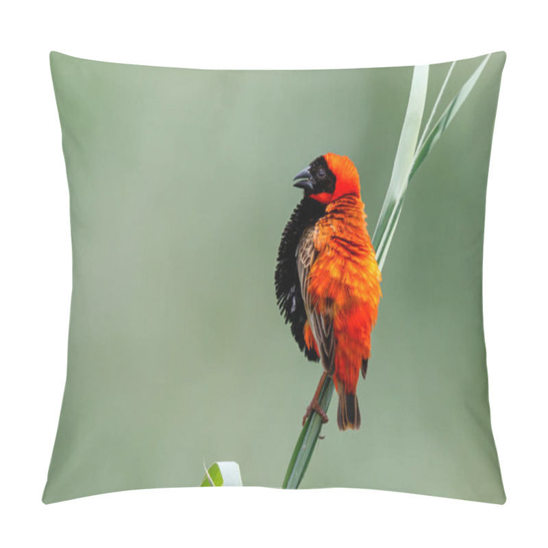 Personality  Southern Red Bishop Or Red Bishop (Euplectes Orix) In Breeding Plumage Is Sitting On A Reed Stalk  In A Lake The The Town Of Mkuze In South Africa Pillow Covers