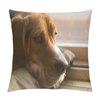 Personality  Sleepy Beagle Pillow Covers