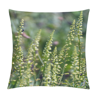 Personality  Reseda Lutea Grows Like A Weed In The Field Pillow Covers