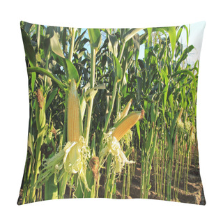 Personality  Corn Field, Corn On The Cob Pillow Covers