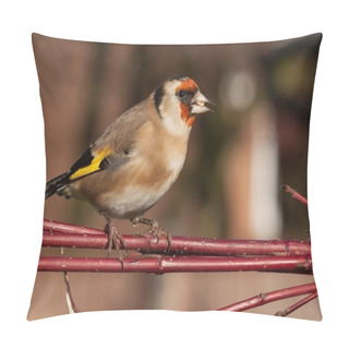 Personality  European Goldfinch Bird Close Up   Pillow Covers